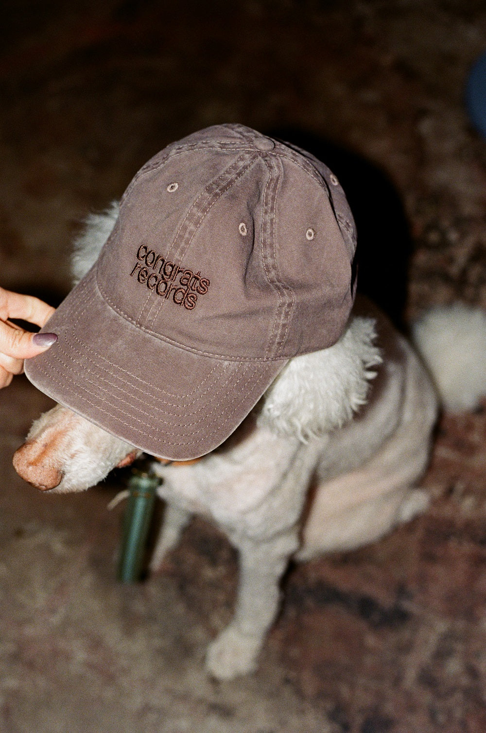 A light-colored, curly-haired dog sits on a textured floor as someone places a brown Congrats Records baseball cap on its head.